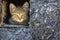 A cute kitten looks at the photographer cautiously through a small square vent in the textured foundations of a rural house.