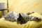 Cute kitten lying in bed on a duvet, tabby cat