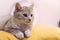 Cute kitten lying in bed on a duvet, tabby cat