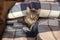 Cute kitten lying in bed on a duvet, tabby cat