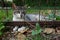 Cute kitten lying beyond grid fence