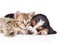 Cute kitten lying with sleeping basset hound puppy. isolated