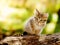 Cute kitten outdoor in nature