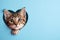 Cute kitten peeks out of heart-shaped hole on light blue paper background. Valentine's Day greeting card, love