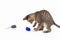 Cute kitten is played with a blue and gray toy mouse on white background