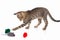 Cute kitten is played with a red, gray and green toy mouse on white background