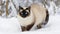 Cute kitten playing in the snow, nature beauty in winter generated by AI