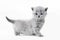 Cute kitten portrait. British Shorthair cat