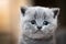 Cute kitten portrait. British Shorthair cat