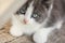 Cute kitten portrait. Gray and white kitten with green eyes lies on the wooden floor, closeup.