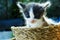Cute kitten portraits on basket for pet concept