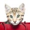 Cute kitten in a red shopping bag