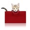 Cute kitten in a red shopping bag