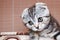 Cute kitten is silver-colored Scottish Fold breed with question look