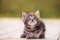 Cute kitten sits by the boards at sunset