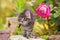 Cute kitten sits on stones in flowers