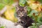 Cute kitten sits on stones in flowers