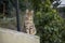 Cute kitten sitting on the balcony corner front of the green leaves