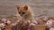 Cute kitten sitting in glass bowl with christmas ball decorations