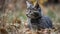 Cute kitten sitting in grass, playful and curious, staring outdoors generated by AI