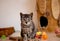 Cute kitten is sitting and looking at you, toys for kittens, basket and a house for a kitten