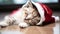 Cute kitten sleeping, fluffy fur, playful with toy generated by AI
