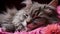 Cute kitten sleeping, fluffy fur, staring with playful eyes generated by AI