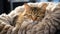 Cute kitten sleeping, fluffy fur, staring with playful love generated by AI