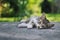 Cute kitten sleeping outside in the garden