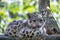 Cute kitten of Snow Leopard cat, Irbis