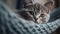 Cute kitten staring at camera, resting on soft blue sofa generated by AI