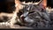 Cute kitten staring, playful, fluffy, sitting, looking at camera generated by AI