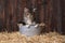 Cute Kitten With Straw in a Barn