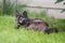 Cute kitten tortie color resting in the grass lawn