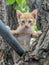 Cute kitten on tree
