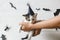 Cute kitten in witch hat on white background with black bats and spider. Hands holding adorable kitty at festive decor. Happy