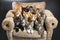 Cute Kittens, Cats, Chair Sitting