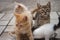 Cute kittens family walk on a stone road in summer