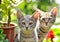 Cute kittens in garden