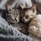 Cute kittens in love sleeping on soft knitted blanket. Feline love and friendship, generative ai tools