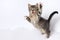 Cute Kittens playing on white background