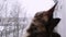 Cute kittens sitting on the window and looking on the winter landscape in slowmotion. 1920x1080