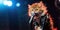 Cute Kitty Singing Glam Metal On Stage, Glorious Performance