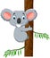 Cute koala on acacia tree