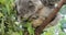 Cute koala bear eating green fresh eucalyptus leaves