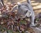 Cute Koala Bear Munching on Eucalyptus Leaves