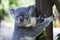 Cute koala close up sit on a tree branch