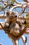 Cute Koala on a Gum Tree Branch