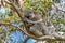 A cute koala and its joey sleeping in the fork of a native gum tree.This arboreal Australian marsupial has a slow metabolism rate