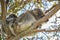 A cute koala and its joey sleeping in the fork of a native gum tree.This arboreal Australian marsupial has a slow metabolism rate